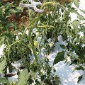 085004_20180613142200_03.JPG