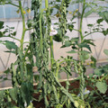 085004_20180613142243_01.JPG