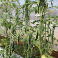 085004_20180613142252_03.JPG