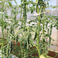 085004_20180613142253_01.JPG