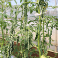 085004_20180613142253_02.JPG