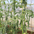 085004_20180613142253_03.JPG