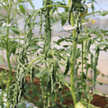 085004_20180613142253_04.JPG