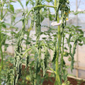 085004_20180613142254_01.JPG