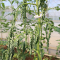 085004_20180613142254_04.JPG