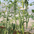 085004_20180613142255_03.JPG