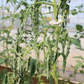 085004_20180613142255_04.JPG