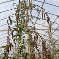 085004_20180719084430_04.JPG