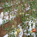 085004_20180719084508_05.JPG