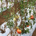 085004_20180719084510_04.JPG