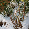 085004_20180719084539_04.JPG