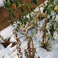 085004_20180719084541_02.JPG