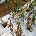 085004_20180719084541_03.JPG