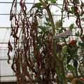 085004_20180719084558_03.JPG