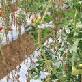 085004_20180719084620_01.JPG