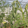 085004_20180719084849_04.JPG