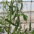 085004_20180719084906_01.JPG