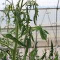 085004_20180719084907_04.JPG