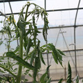 085004_20180719084908_03.JPG