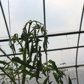 085004_20180719084911_03.JPG