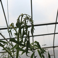 085004_20180719084911_04.JPG