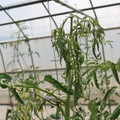 085004_20180719084919_01.JPG