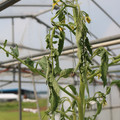 085004_20180719084944_01.JPG