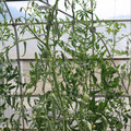 085004_20180719085143_05.JPG