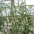 085004_20180719085144_03.JPG