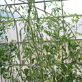 085004_20180719085144_05.JPG