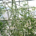 085004_20180719085145_03.JPG