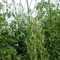 521001_20180611161649_08.JPG