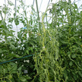 521001_20180611161649_12.JPG