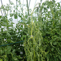 521001_20180611161650_02.JPG