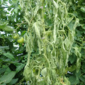 521001_20180611161704_03.JPG