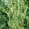 521001_20180611161704_07.JPG