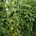 521002_20180612161931_03.JPG