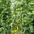 521002_20180612161950_01.JPG