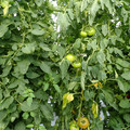 521002_20180612161951_01.JPG