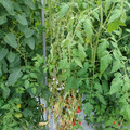 521003_20180612162559_04.JPG