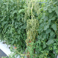 521003_20180612162604_01.JPG