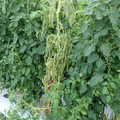 521003_20180612162605_01.JPG