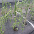 529902_20161013143138_01.JPG