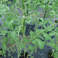 529902_20161013143414_01.JPG