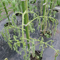 529902_20161013143639_01.JPG