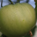 080003_20180403155734_01.JPG