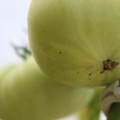 080003_20180419140917_03.JPG
