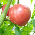 210002_20180403095503_01.JPG