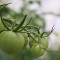 085001_20180605104237_01.JPG