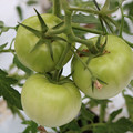 085004_20180611150107_03.JPG